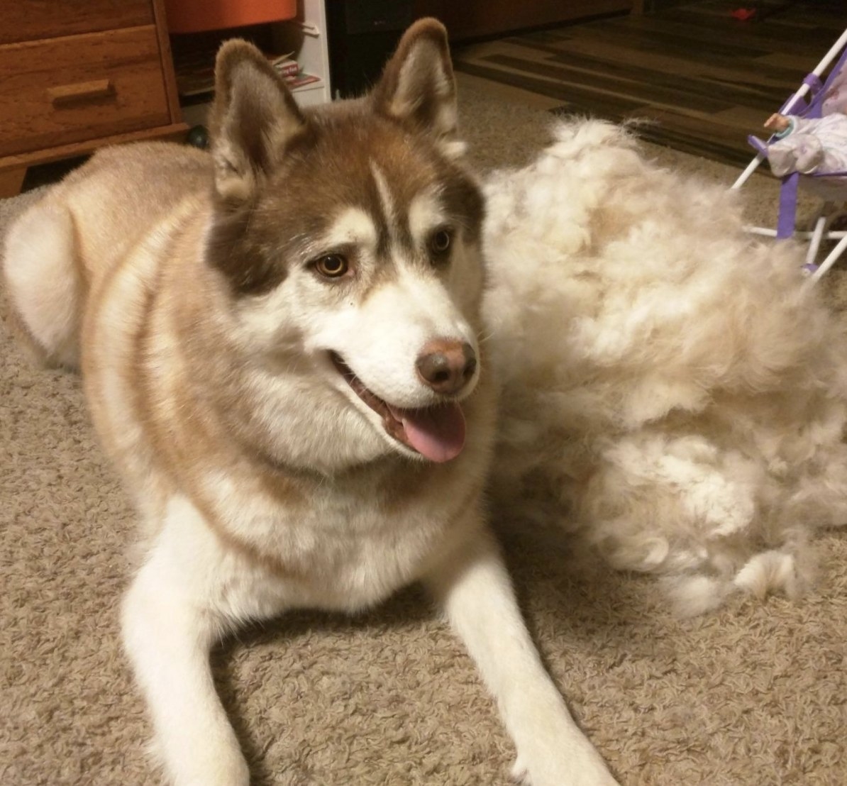 A dog sitting on a carpet next to a huge pile of fur