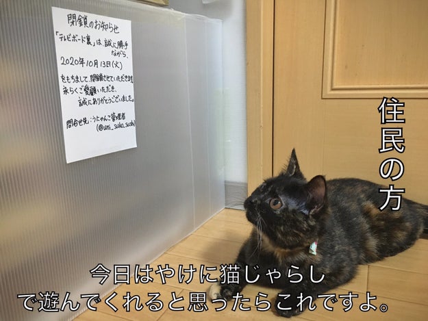 お気に入りの場所閉鎖に 虚無 になってしまった猫 やけに遊んでくれると思ったら