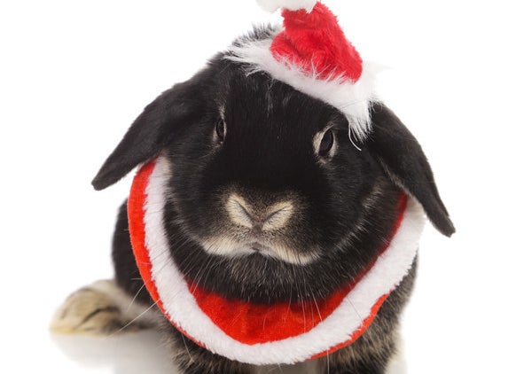 Rabbit