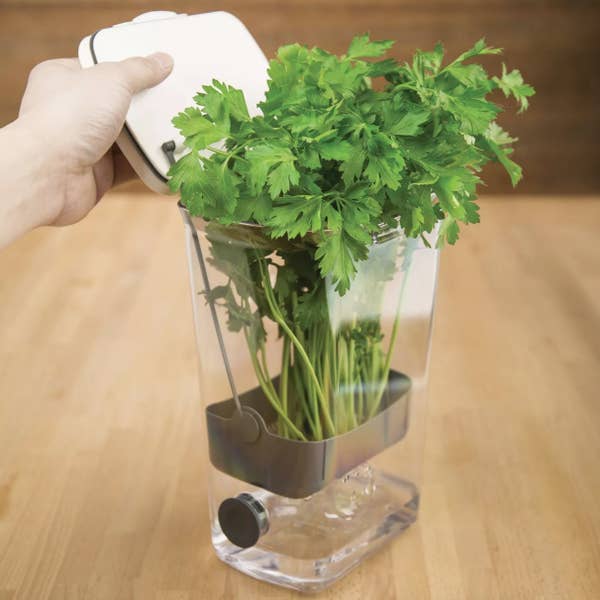 A plastic herb container with water in the bottom to keep herbs upright