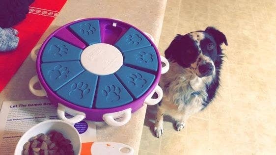 Dog next to the circular treat puzzle