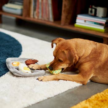 Dog biting food toy from tray 