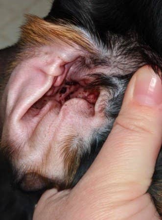 before shot of a dog ear before using ear wipes