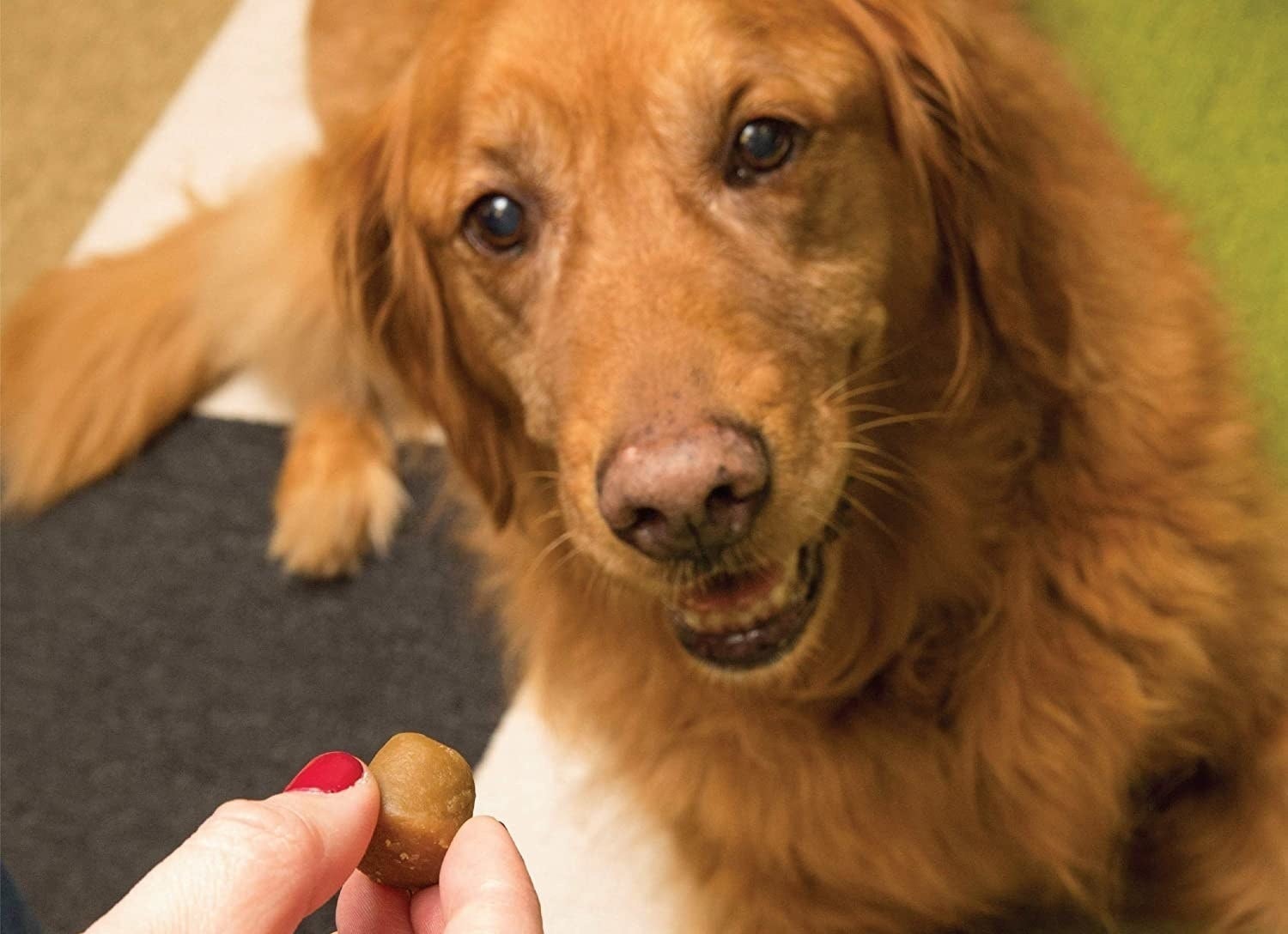 dog looking at a person holding up a greenies pill pocket