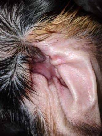after shot of a dog's ear from using a ear wipe