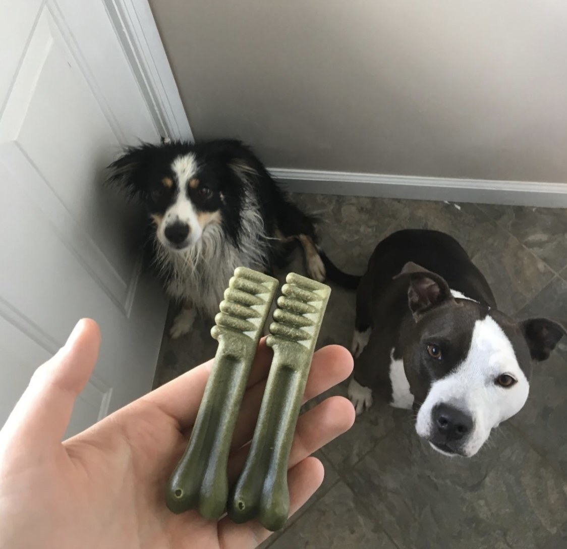 an owner holding two Greenies toothbrush-shaped treats in front of their two dogs