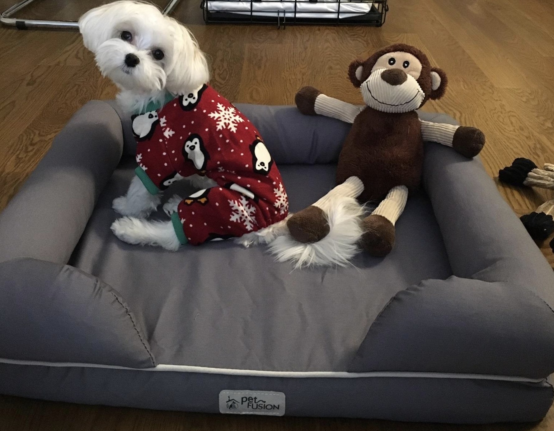 a reviewers dog with holiday pajamas on sitting on a grey dog bed