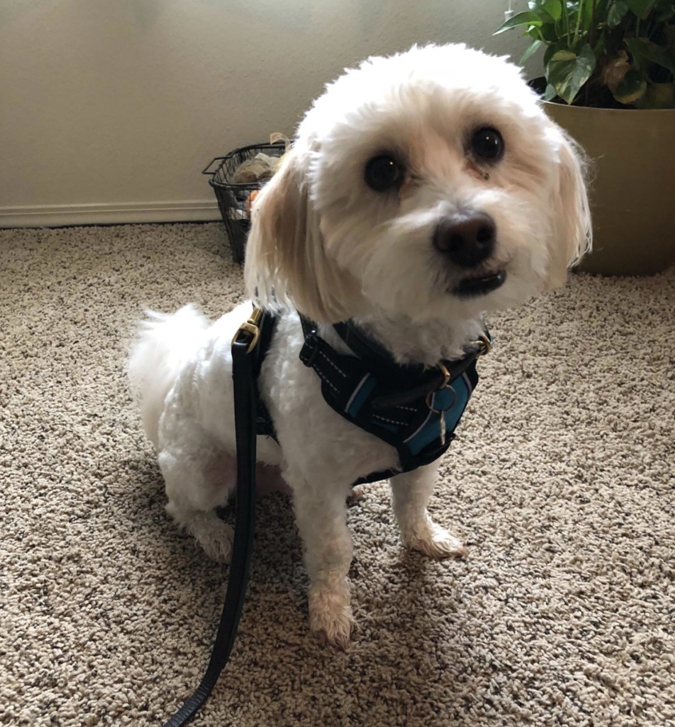 a havanese mix in a room with a harness on