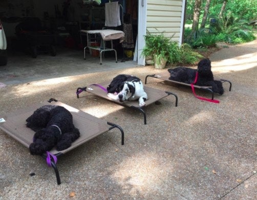 three dogs relaxing on elevated dog beds outside