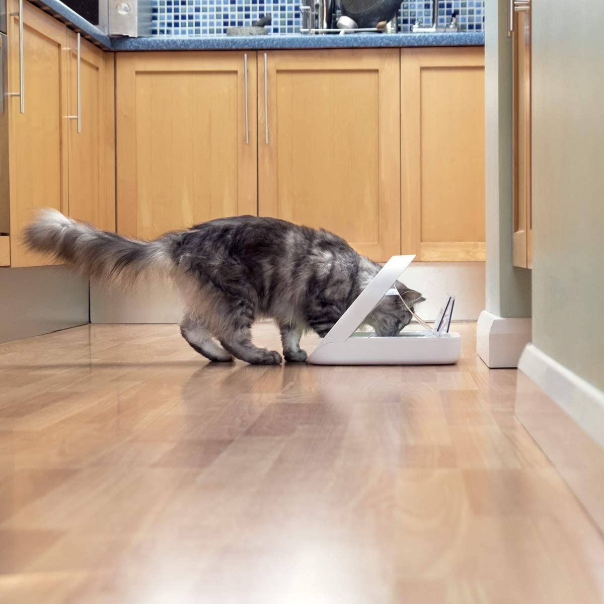 gray cat eating out of a white automatic feeder in the kitchen