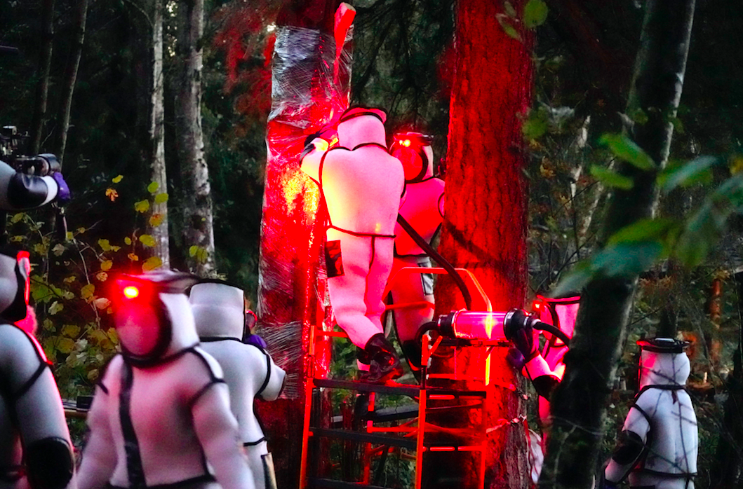 Several people wearing full-body suits while retrieving murder hornets