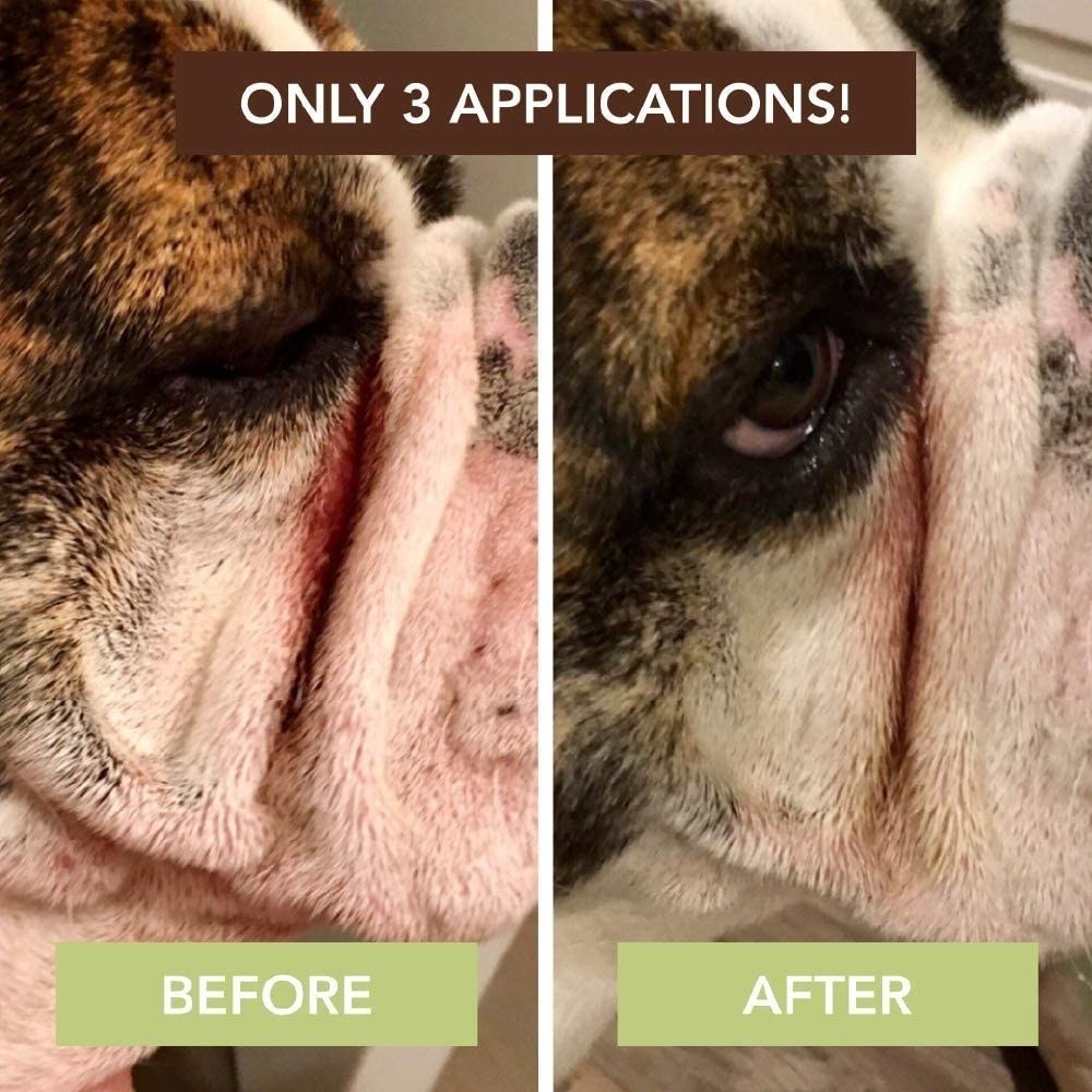 before and after picture of a dog with irritated skin wrinkles who has used wrinkle balm