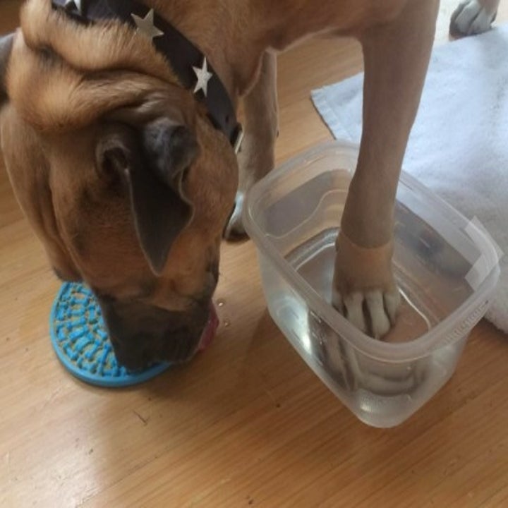 29 Amazon Products To Solve Your Pet Annoyances