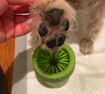 clean paw after using a paw scrubber device