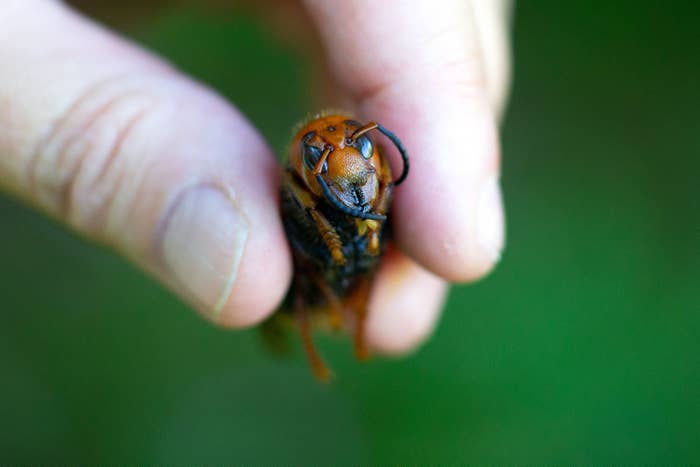 A murder hornet being held held up in a hand