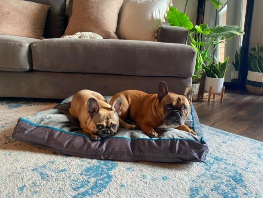 two french bulldogs sitting on a dog bed in the living room