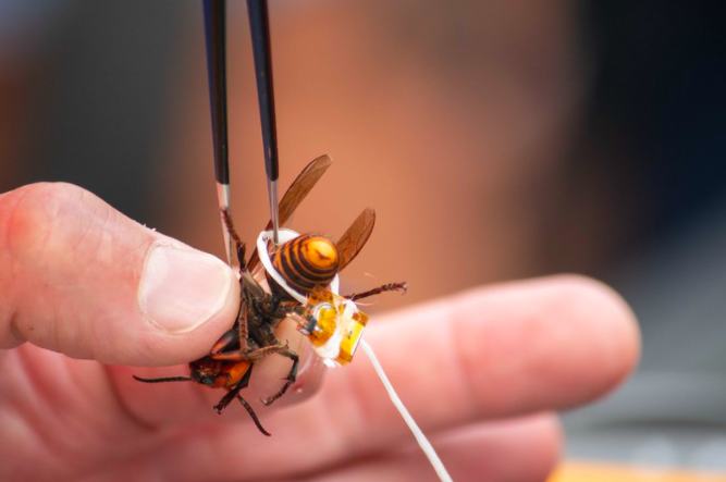 Closeup of hand attaching radio tracker to a murder hornet with dental floss
