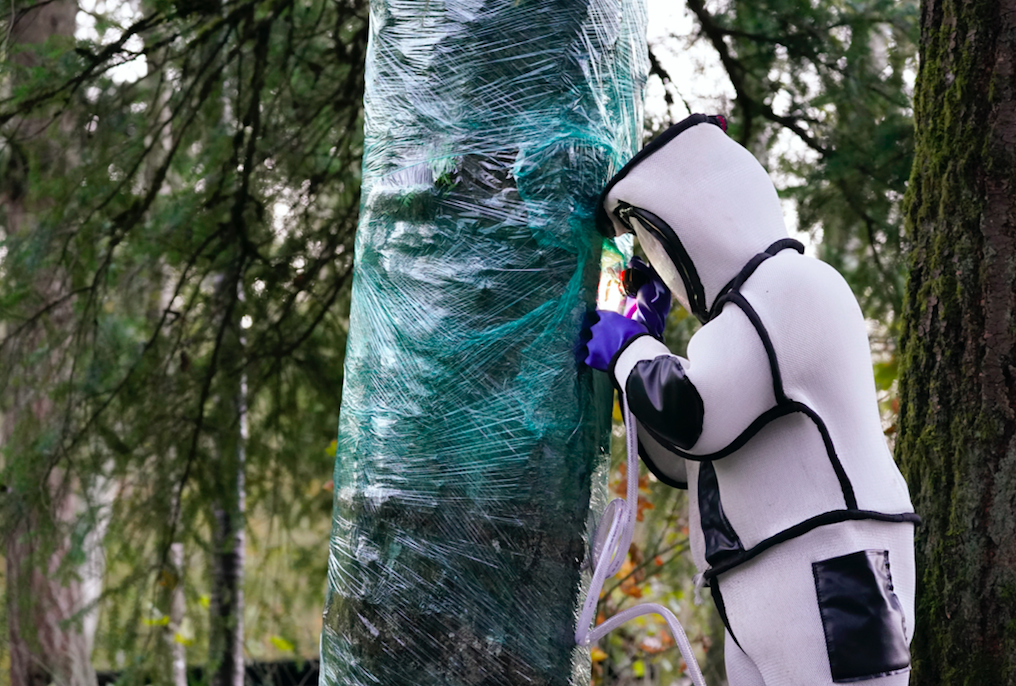 Scientist looks inside tree at murder hornet nest