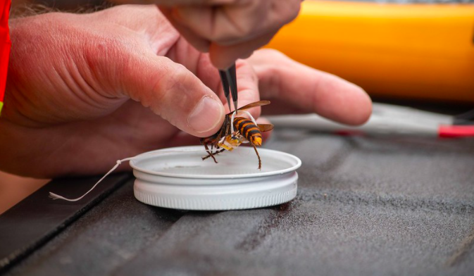 Hand attaching radio tracker to a murder hornet with dental floss