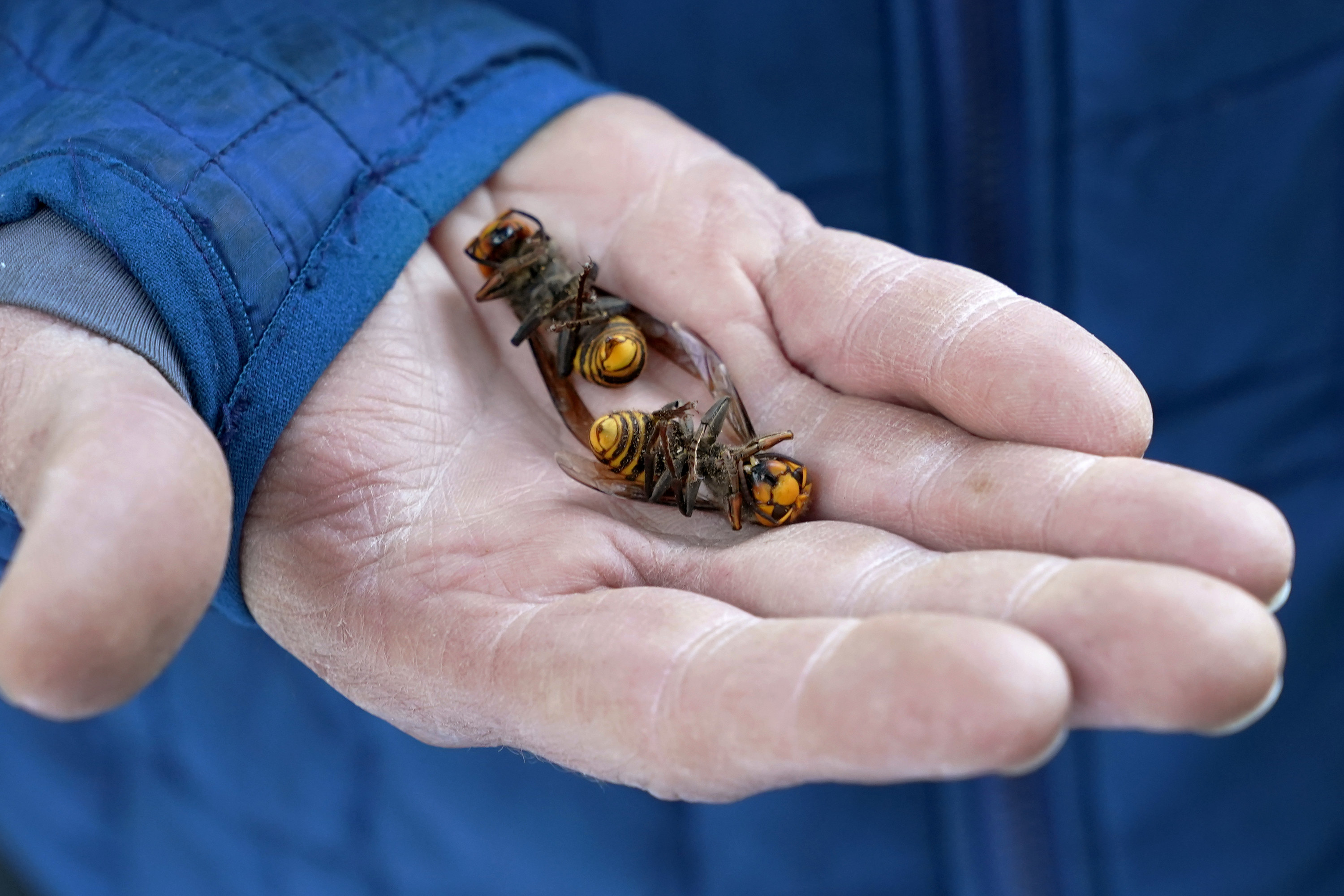 Dead murder hornets in a hand