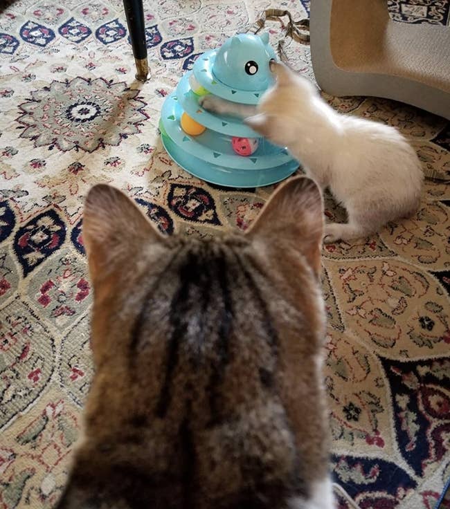 A striped cat looking at a white kitten plat with with a triple-tiered blue cat toy