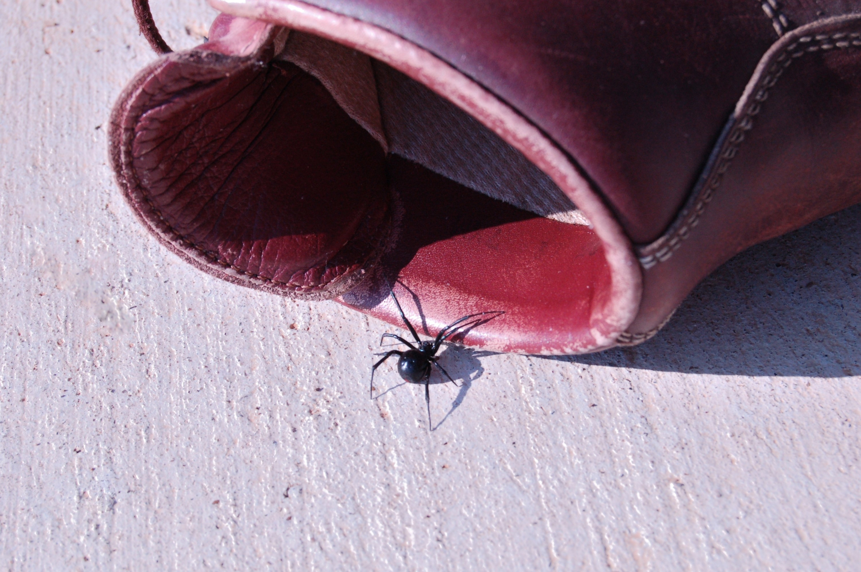 Big black spider crawling towards the opening of a work boot