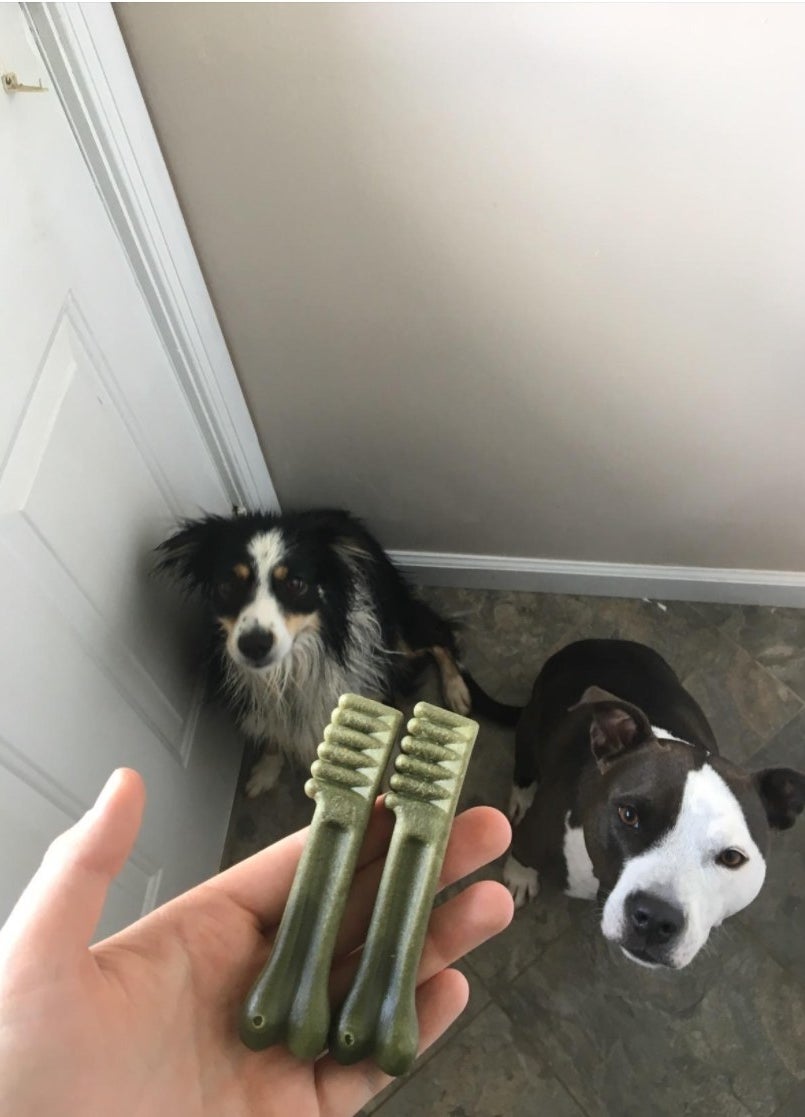Two dogs waiting to eat greenies dental chews