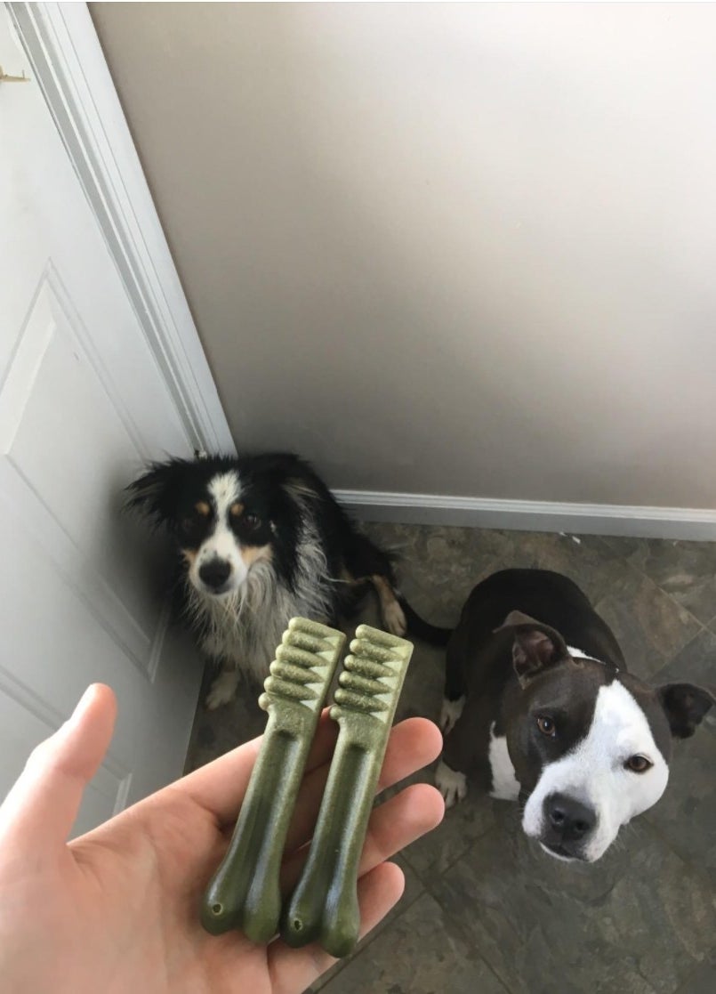 Two dogs waiting to eat greenies dental chews