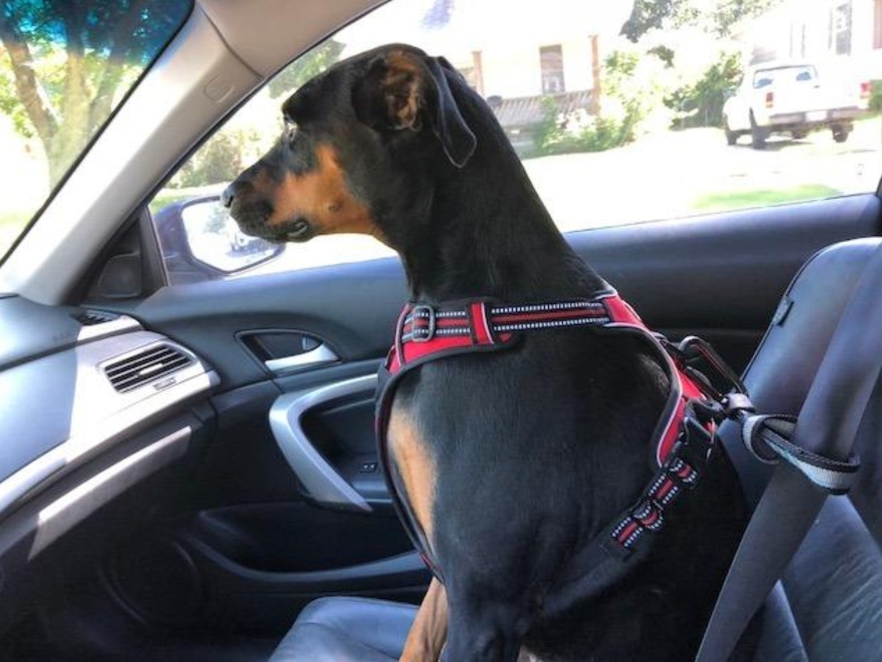 A dog in the front seat wearing the seatbelt tether