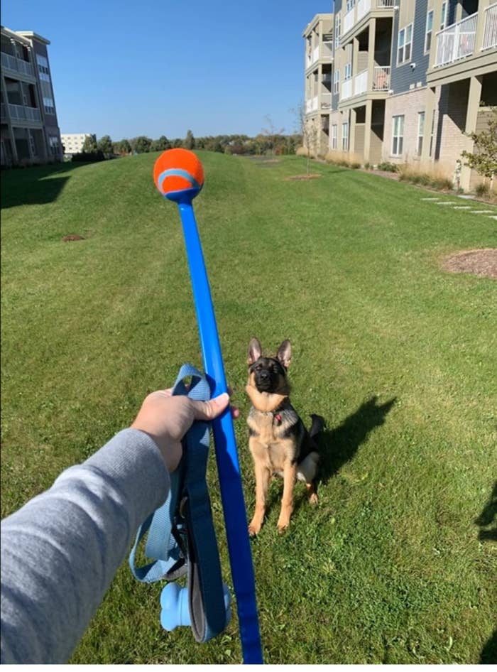 A German shepherd waiting for a ball to be thrown from the ball launcher