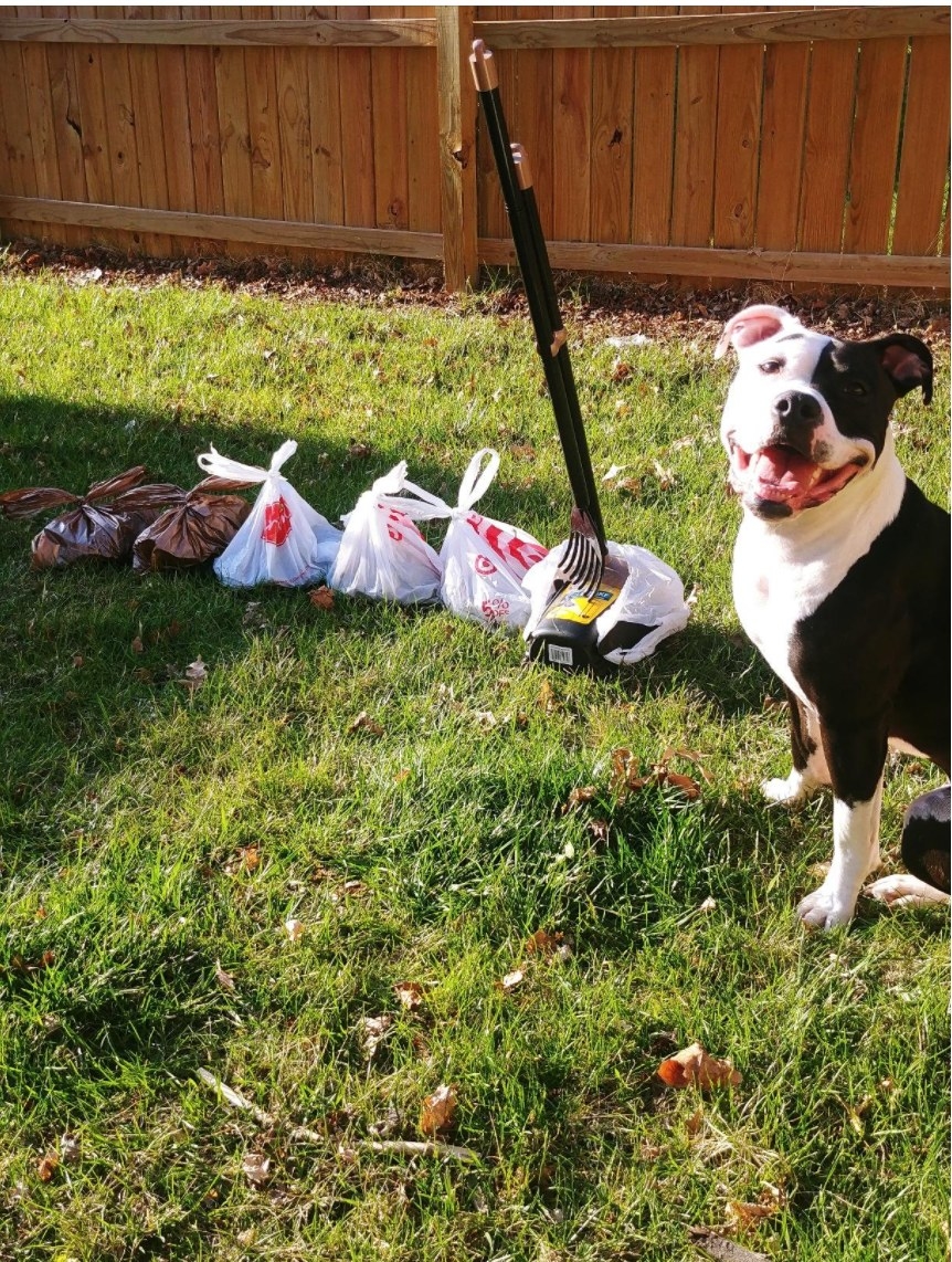 A dog sitting happily next to the pooper scooper and several tied up bags