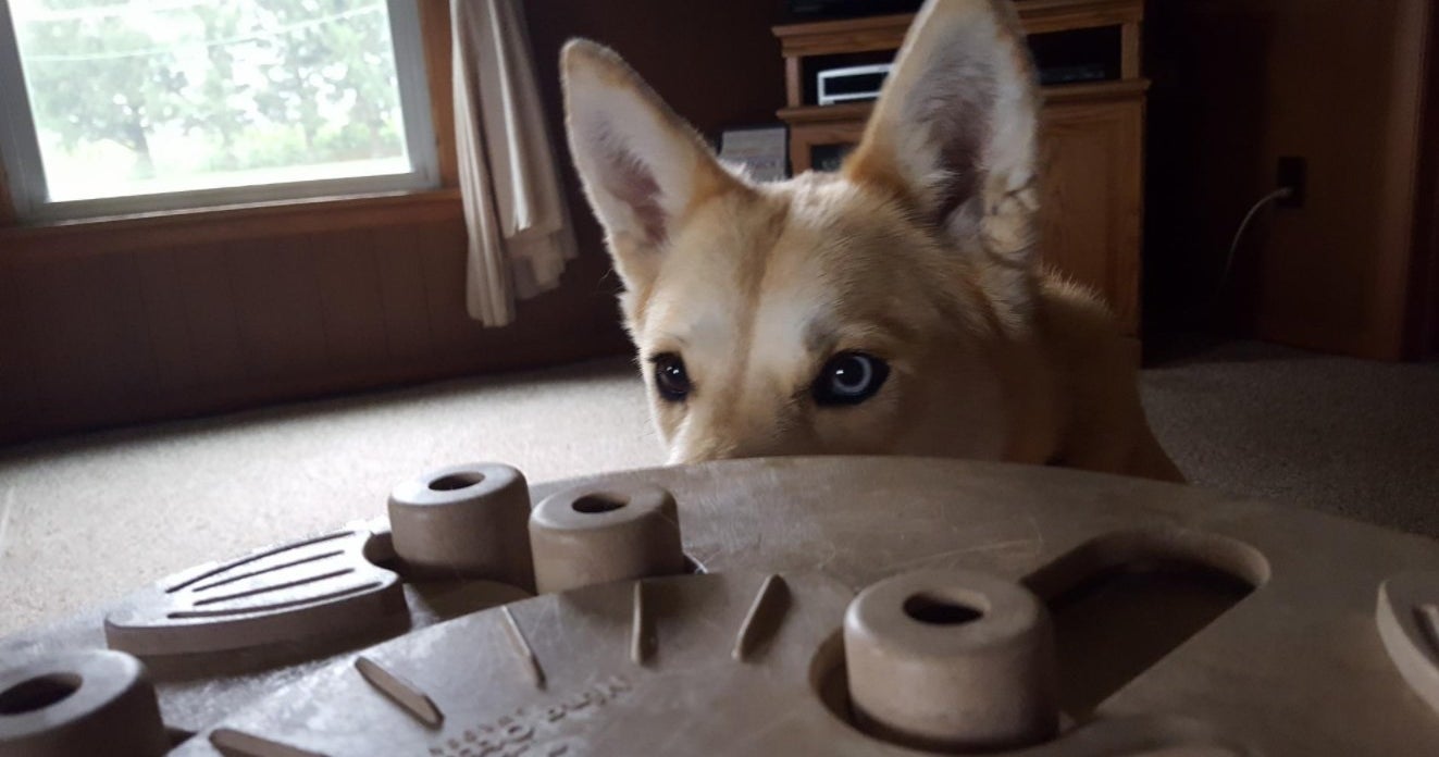 A dog analyzing the dog puzzle