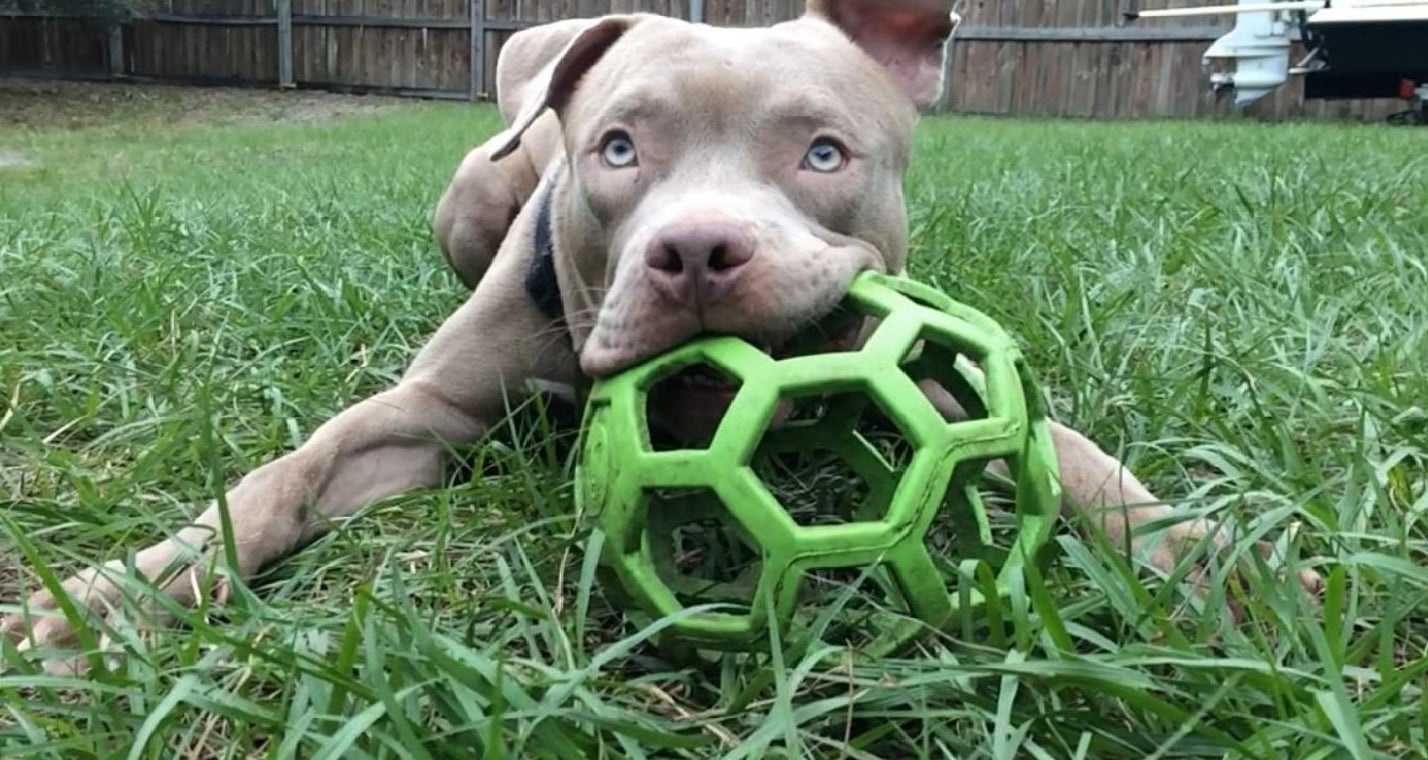 A pit bull chewing on the treat ball