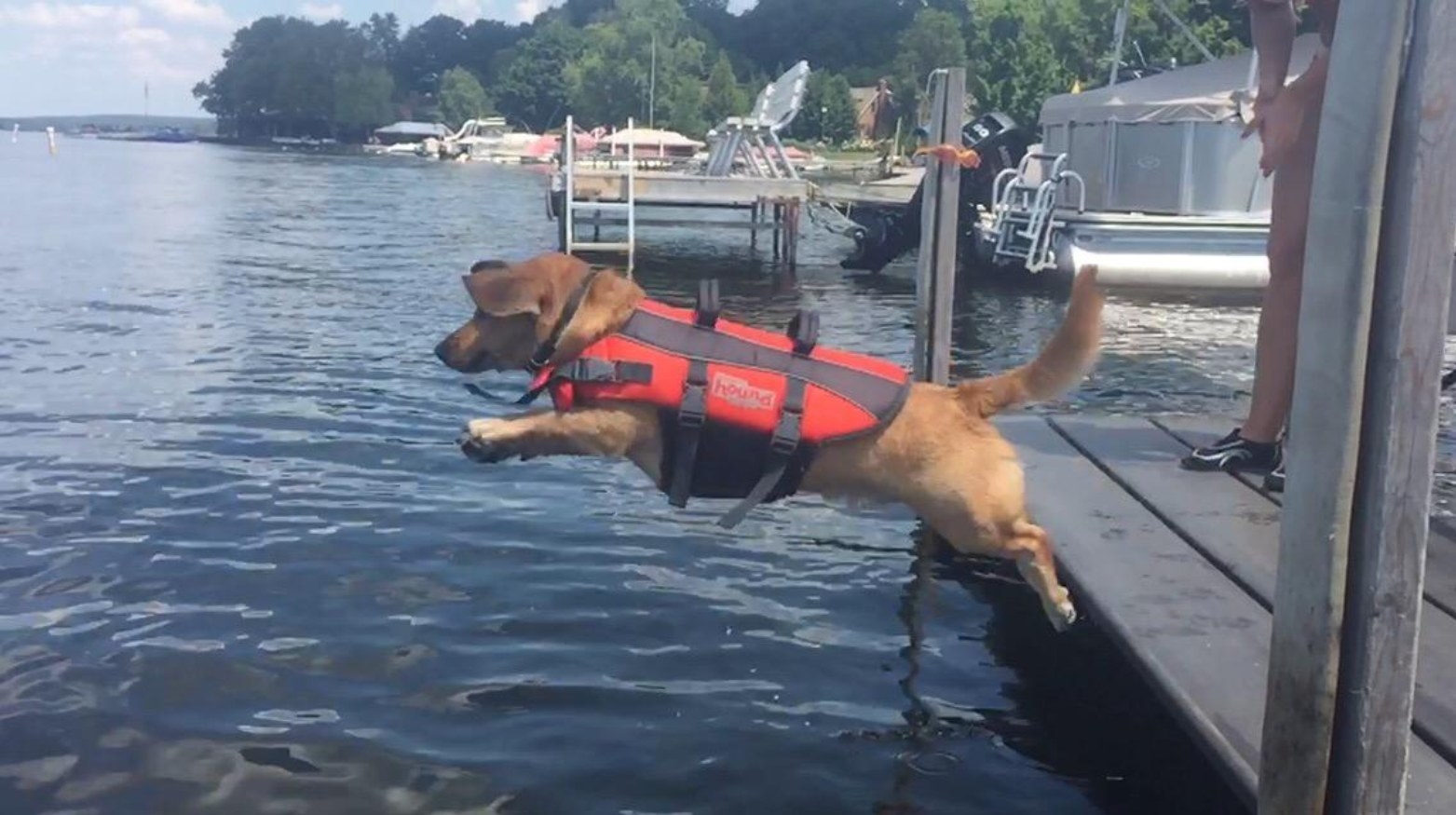 A dog jumping into a lake with the life jacket on