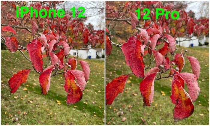 Photos of leaves taken by each the iPhone 12 and 12 Pro.