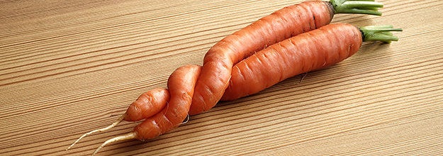 Two carrots that grew together and wrapped around one another