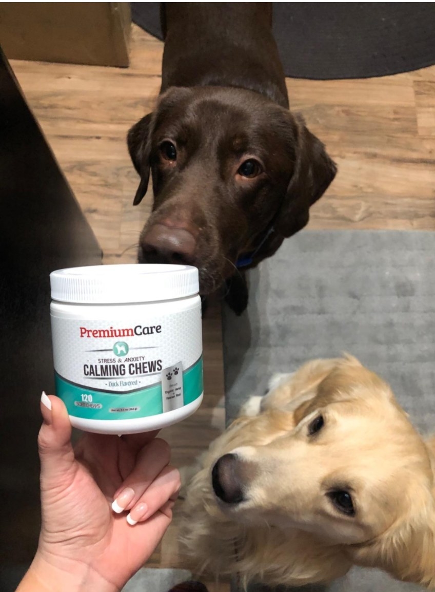 Two dogs waiting to eat anxiety chews