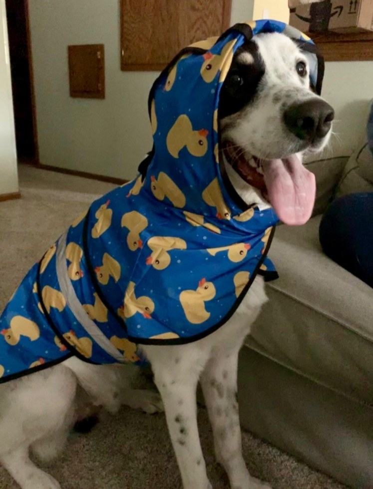 A dog happily wearing the rubber ducky raincoat