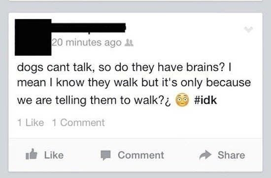 Facebook post of a person asking if dogs have brains, since they can&#x27;t talk