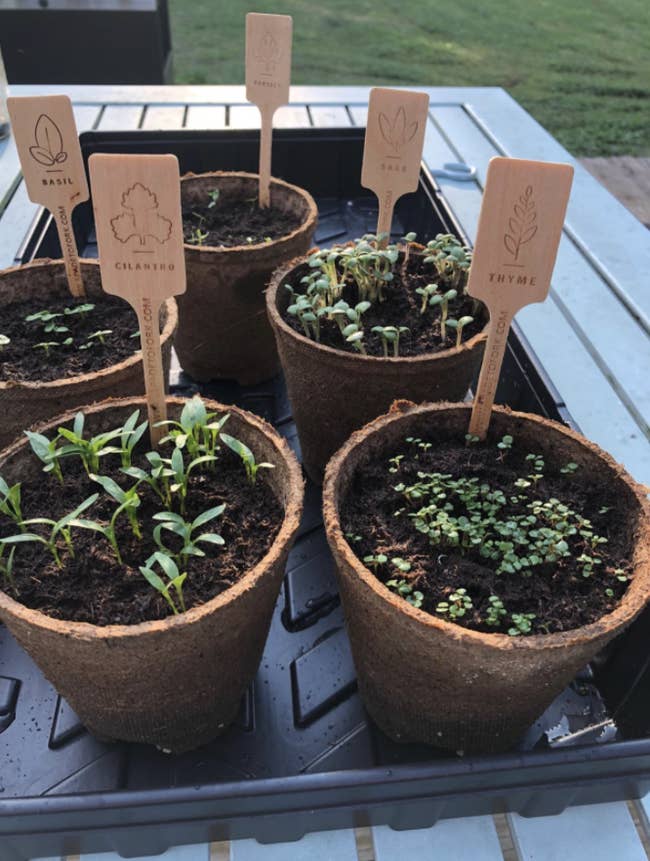 Reviewer's sprouted plants from gardening kit