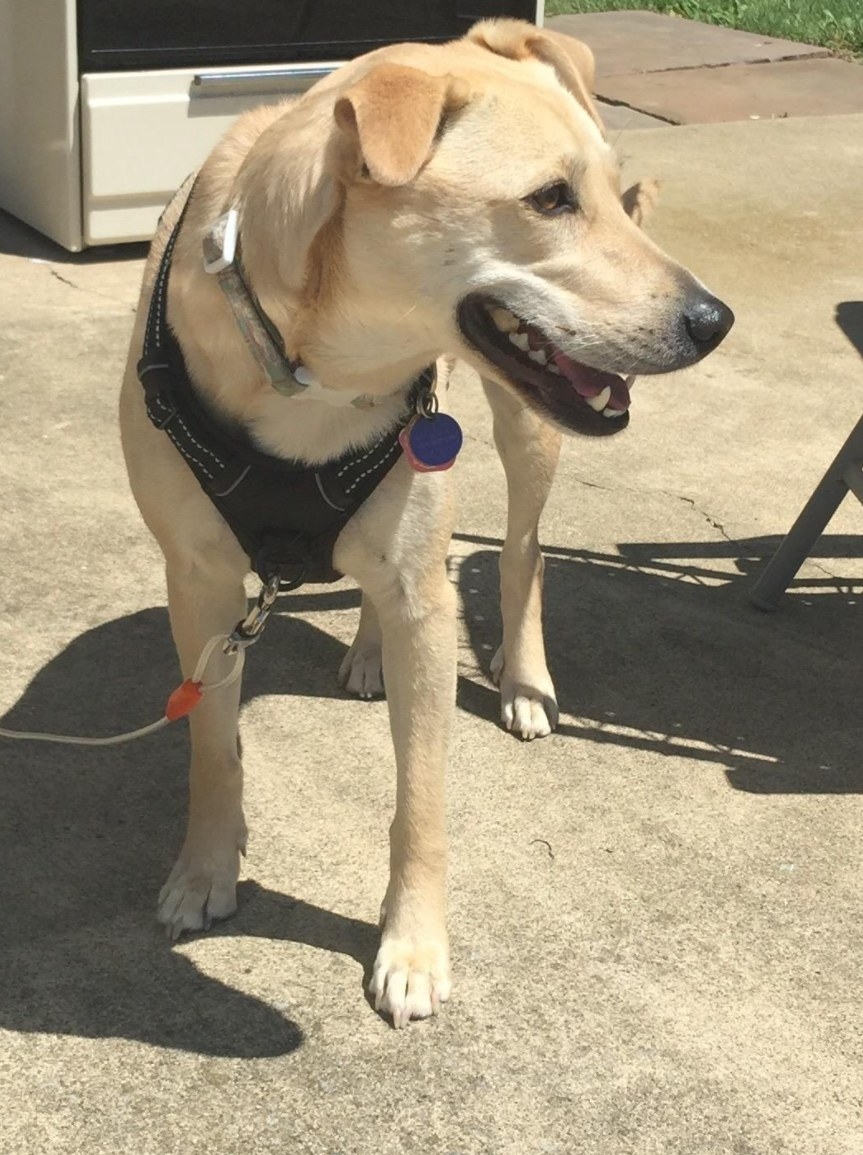 A dog going on a walk with the no pull harness