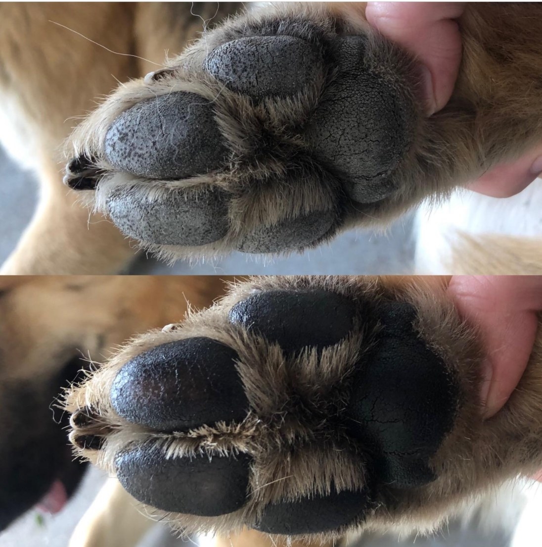 A dog&#x27;s paw pad looking rough and dry before using the wax and more moisturized after using the wax