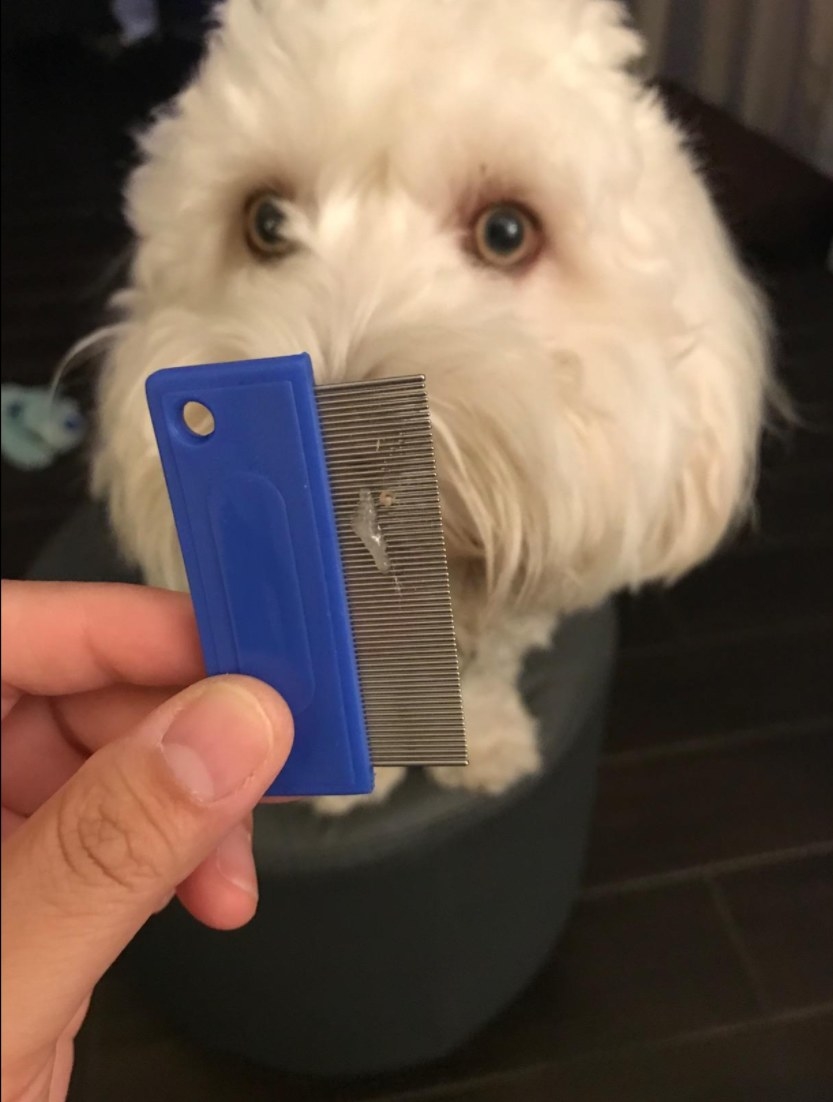 Eye debris being removed from a dog with the comb