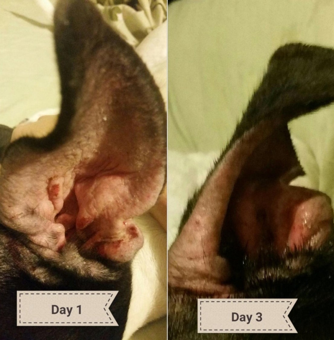 A dog&#x27;s ear before and after receiving the ear treatment