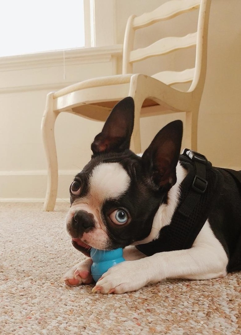 Stop puppy chewing outlet wood furniture