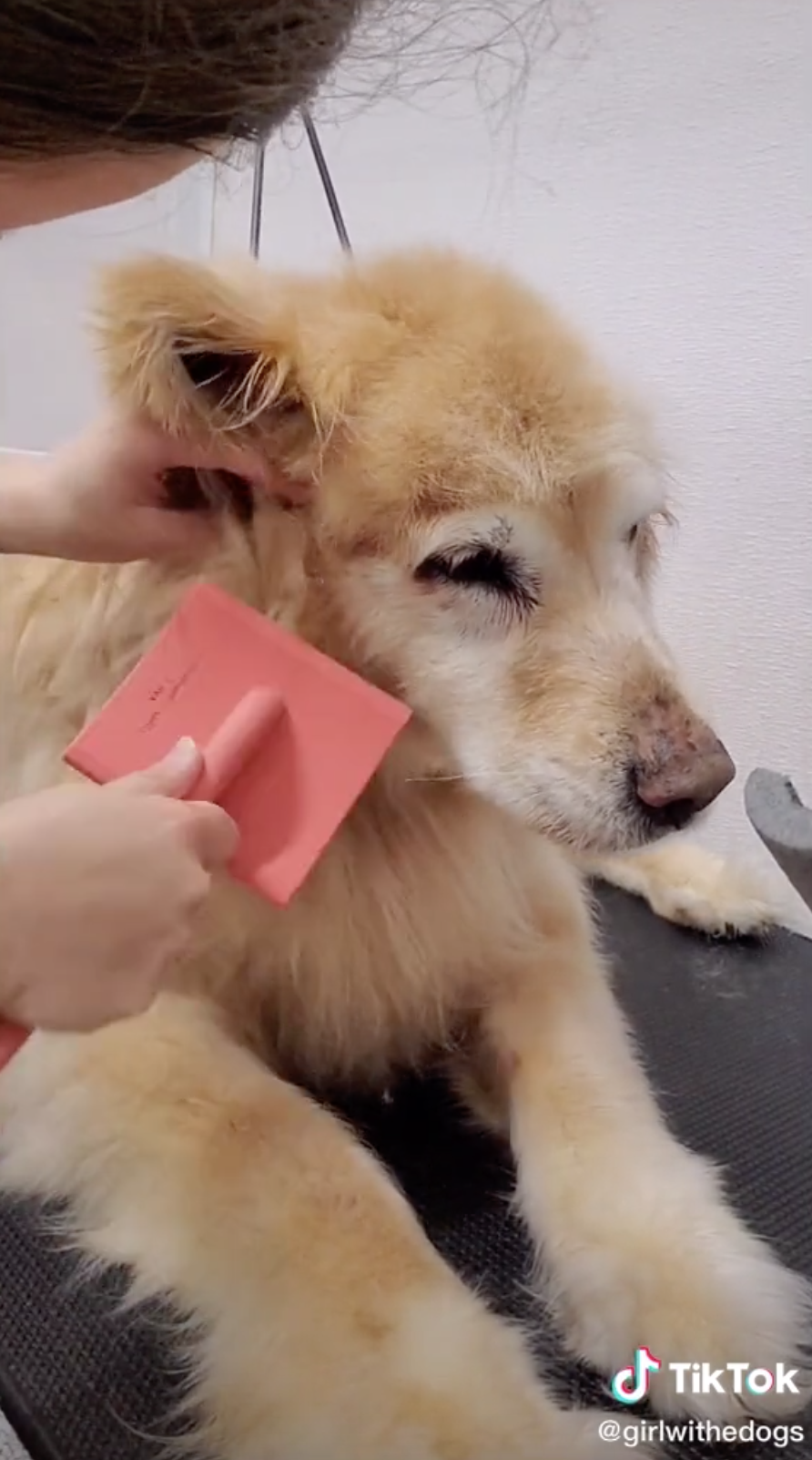 Vanessa brushing a dog&#x27;s fur