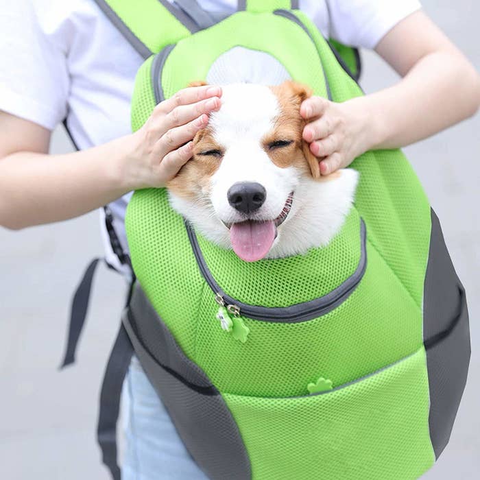 A smiley dog inside the backpack.