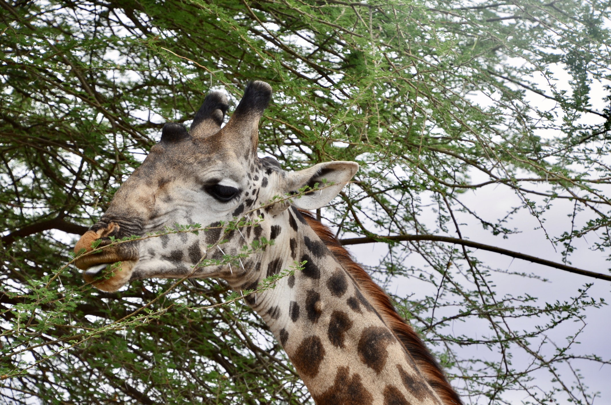 キリンが草を食べる姿 が変化球すぎる パカァ の動きがツイッターで大反響