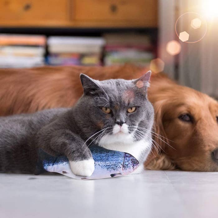 A cat holds the fish-shaped toy in their paws while laying next to a dog