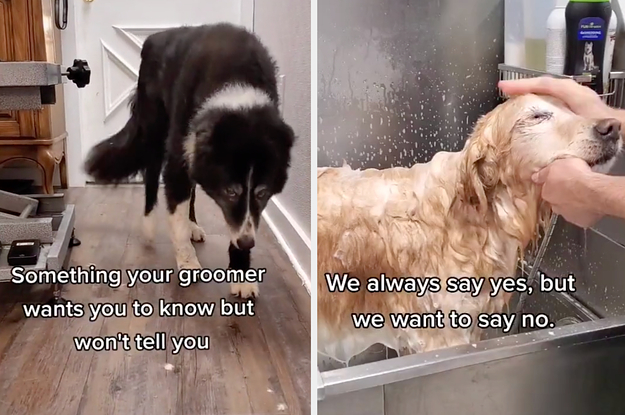 closest dog groomer